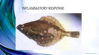 INFLAMMATORY RESPONSE
 
