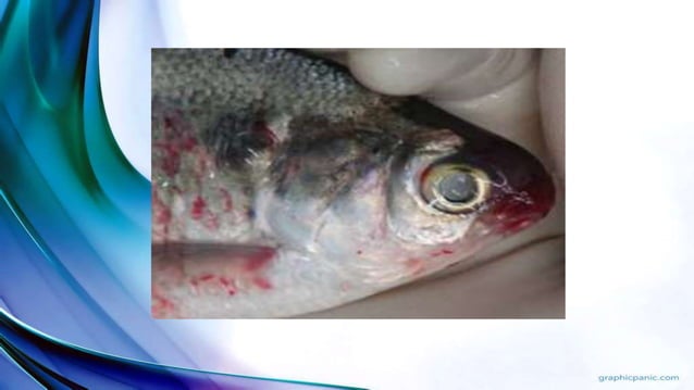 Fish pathology | PPTX | Skin and Dermatology | Diseases and Conditions