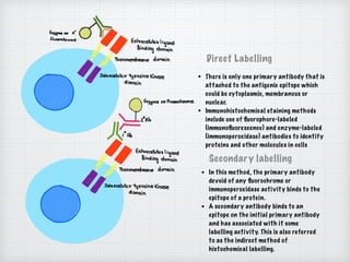 Direct Labelling
Secondary labelling
• There is only one primary antibody that is
attached to the antigenic epitope which
could be cytoplasmic, membranous or
nuclear.
• Immunohistochemical staining methods
include use of ﬂuorophore-labeled
(immunoﬂuorescence) and enzyme-labeled
(immunoperoxidase) antibodies to identify
proteins and other molecules in cells
• In this method, the primary antibody
devoid of any ﬂuorochrome or
immunoperoxidase activity binds to the
epitope of a protein.
• A secondary antibody binds to an
epitope on the initial primary antibody
and has associated with it some
labelling activity. This is also referred
to as the indirect method of
histochemical labelling.
 