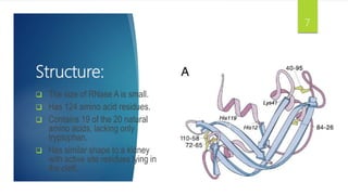 Structure:
 The size of RNase A is small.
 Has 124 amino acid residues.
 Contains 19 of the 20 natural
amino acids, lacking only
tryptophan.
 Has similar shape to a kidney
with active site residues lying in
the cleft.
7
 