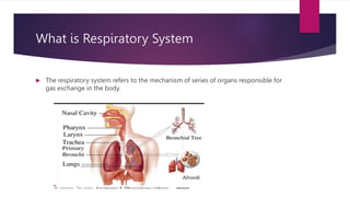 What is Respiratory System
 The respiratory system refers to the mechanism of series of organs responsible for
gas exchan...