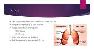 Lungs
 The lungs are all elastic bags resembling rubber baloons
 Lungs has the property to float on water.
 Lungs are d...