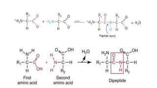 Macromolecules and their subunits and its chemical bonding 