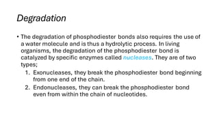 Degradation
• The degradation of phosphodiester bonds also requires the use of
a water molecule and is thus a hydrolytic process. In living
organisms, the degradation of the phosphodiester bond is
catalyzed by specific enzymes called nucleases. They are of two
types;
1. Exonucleases, they break the phosphodiester bond beginning
from one end of the chain.
2. Endonucleases, they can break the phosphodiester bond
even from within the chain of nucleotides.
 