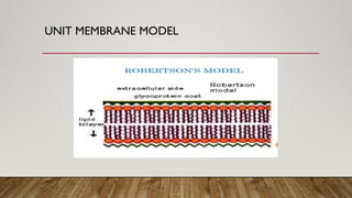 UNIT MEMBRANE MODEL
 