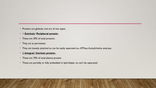 • Proteins are globular and are of two types .
• 1. Extrinsic/ Peripheral protein-
• These are 30% of total proteins .
• They act as permeases.
• They are loosely attached so can be easily separated ex- ATPase,Acetylcholine asterase.
• 2. Integral / Intrinsic protein-
• These are 70% of total plasma protein.
• These are partially or fully embedded in lipid bilayer so can’t be separated.
.
 