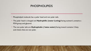 PHOSPHOLIPIDS
• Phospholipid molecule has a polar head and non polar tails.
• The polar head is charged and Hydrophilic (water Loving) facing outward ,contains a
PO4 group and glycerol.
• The non polar tails are Hydrophobic ( hates water) facing inward contains 2 fatty
acid chains that are non polar.
 