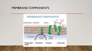 MEMBRANE COMPONENTS
 