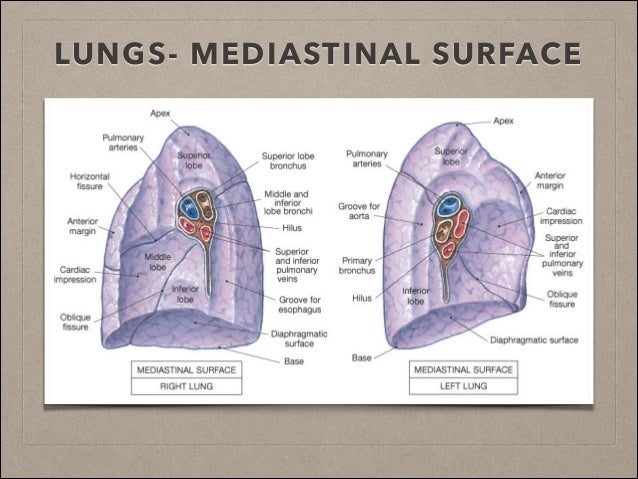 BASIC CONCEPTS IN LUNG DISEASE