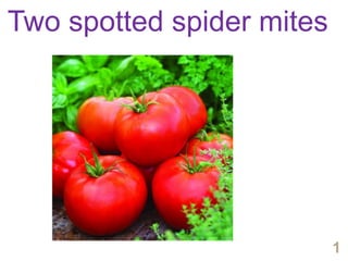 Two spotted spider mites
1
 