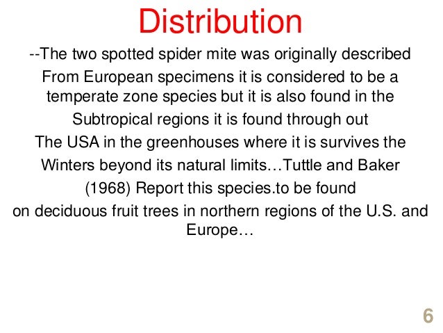 spider mite life cycle