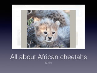 All about African cheetahs
By Alexa
 