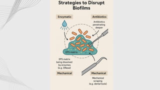 Microbial Biofilms and Their Role in Chronic Infections | PDF