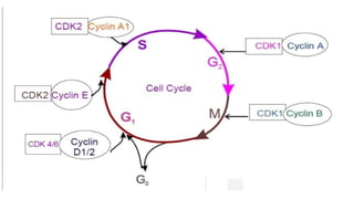 Cell cycle and its Regulation Presentation PPT. | PPTX