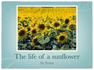The life of a sunﬂower
        By Terina
 