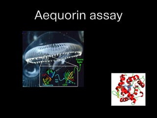 Microplate Assays and High Throughput Screening HTPC | PDF
