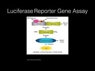 Microplate Assays and High Throughput Screening HTPC | PDF