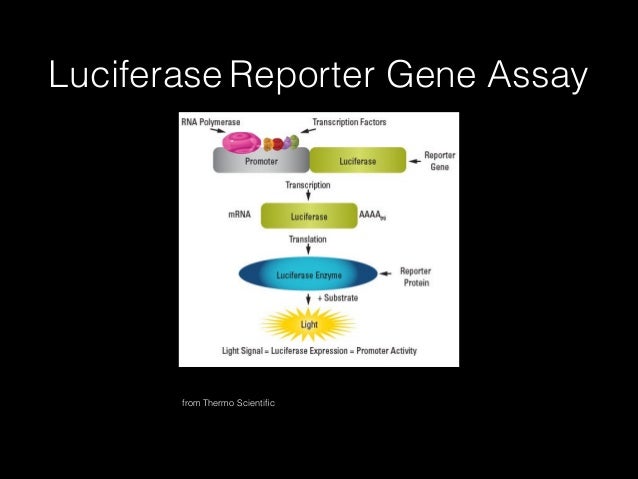 Promoter reporter construct picture