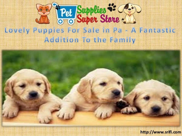 Lovely Puppies For Sale In Pa A Fantastic Addition To The Family