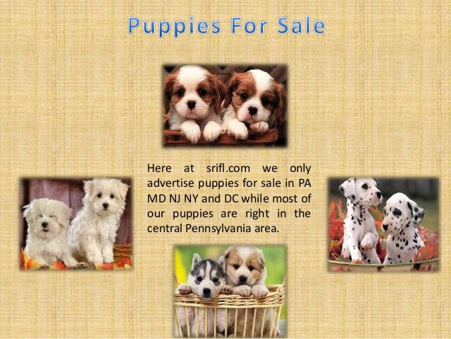Lovely Puppies For Sale in pa - A Fantastic Addition to the Family