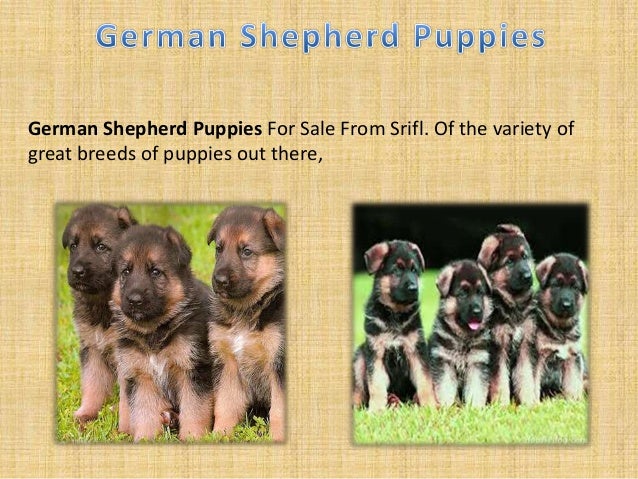 Lovely Puppies For Sale In Pa A Fantastic Addition To The Family