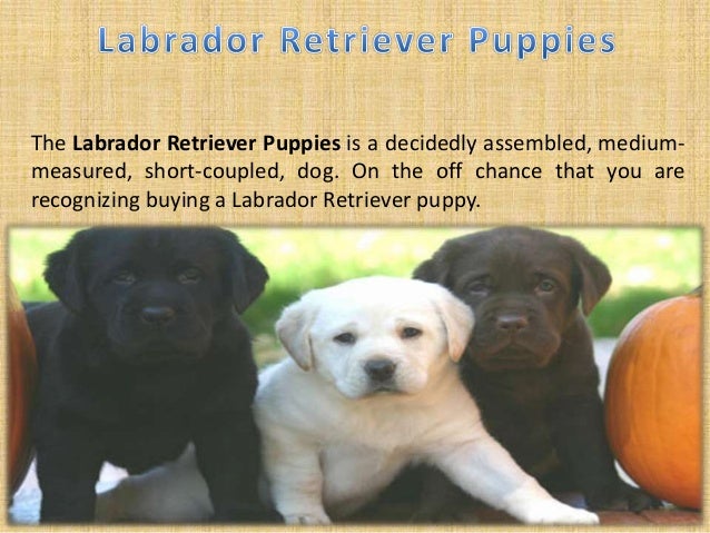 Lovely Puppies For Sale In Pa A Fantastic Addition To The Family