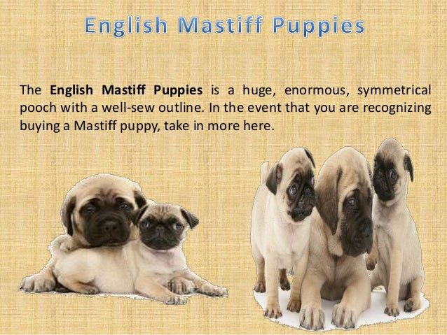 Lovely Puppies For Sale In Pa A Fantastic Addition To The Family