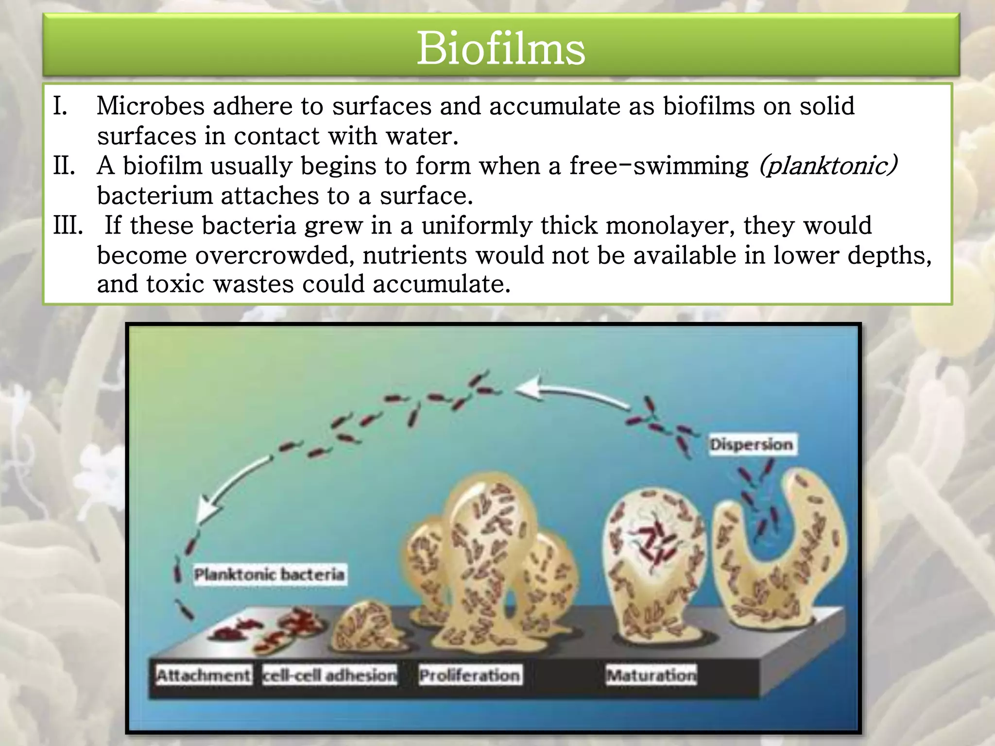Biofilms 
I. Microbes adhere to surfaces and accumulate as biofilms on solid 
surfaces in contact with water. 
II. A biofilm usually begins to form when a free-swimming (planktonic) 
bacterium attaches to a surface. 
III. If these bacteria grew in a uniformly thick monolayer, they would 
become overcrowded, nutrients would not be available in lower depths, 
and toxic wastes could accumulate. 
 