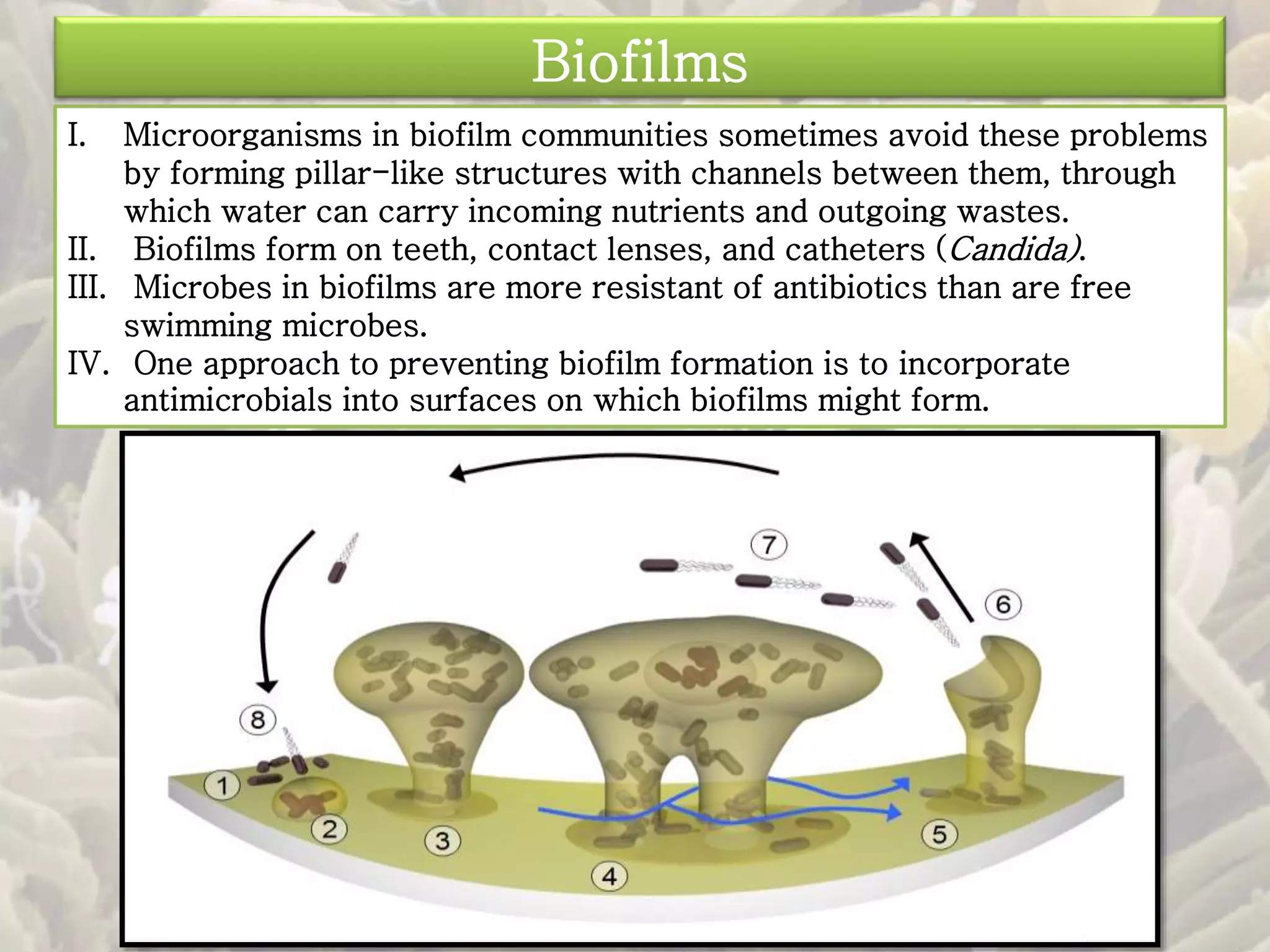 Biofilms 
I. Microorganisms in biofilm communities sometimes avoid these problems 
by forming pillar-like structures with channels between them, through 
which water can carry incoming nutrients and outgoing wastes. 
II. Biofilms form on teeth, contact lenses, and catheters (Candida). 
III. Microbes in biofilms are more resistant of antibiotics than are free 
swimming microbes. 
IV. One approach to preventing biofilm formation is to incorporate 
antimicrobials into surfaces on which biofilms might form. 
 