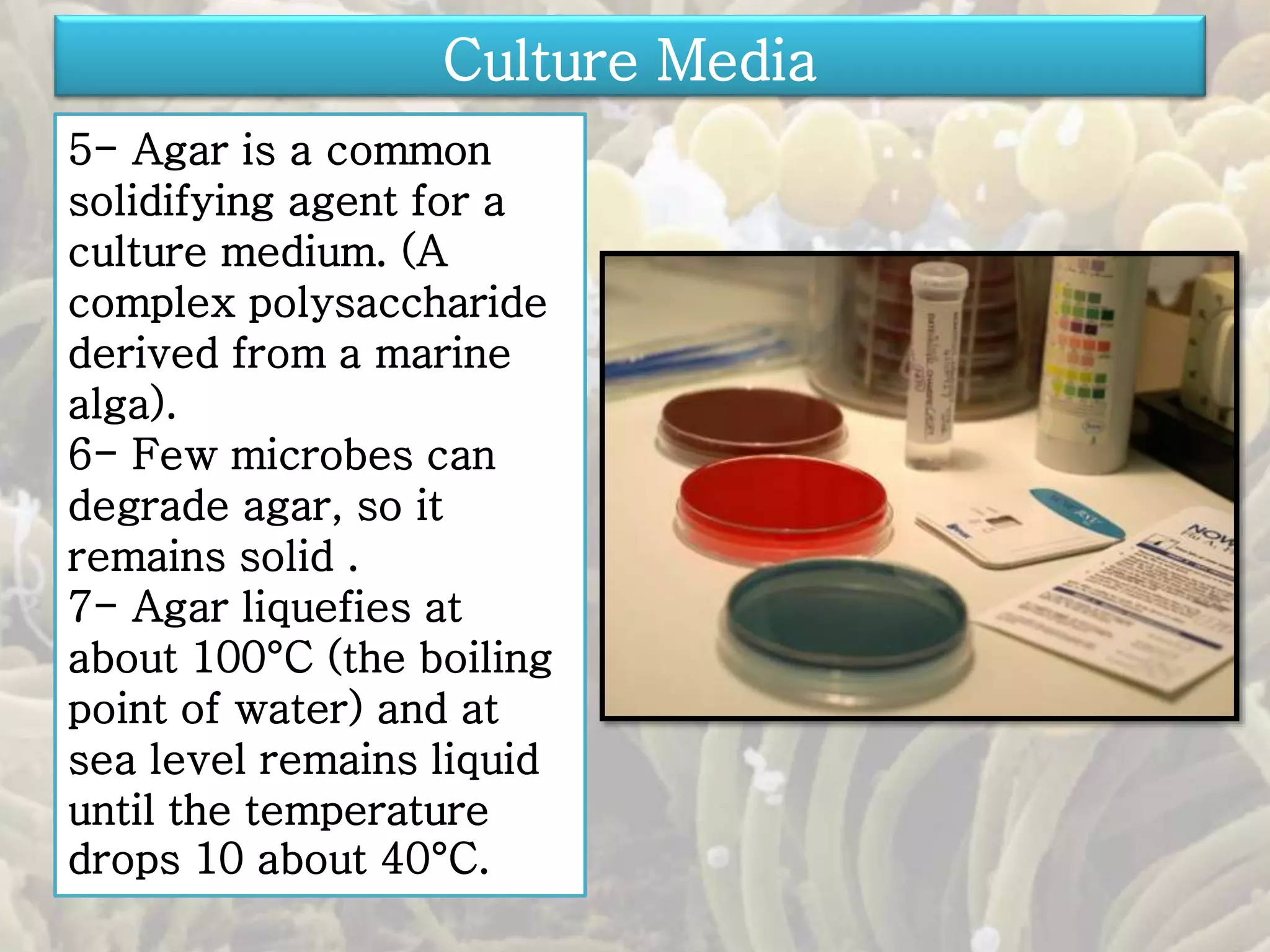 Culture Media 
5- Agar is a common 
solidifying agent for a 
culture medium. (A 
complex polysaccharide 
derived from a marine 
alga). 
6- Few microbes can 
degrade agar, so it 
remains solid . 
7- Agar liquefies at 
about 100°C (the boiling 
point of water) and at 
sea level remains liquid 
until the temperature 
drops 10 about 40°C. 
 