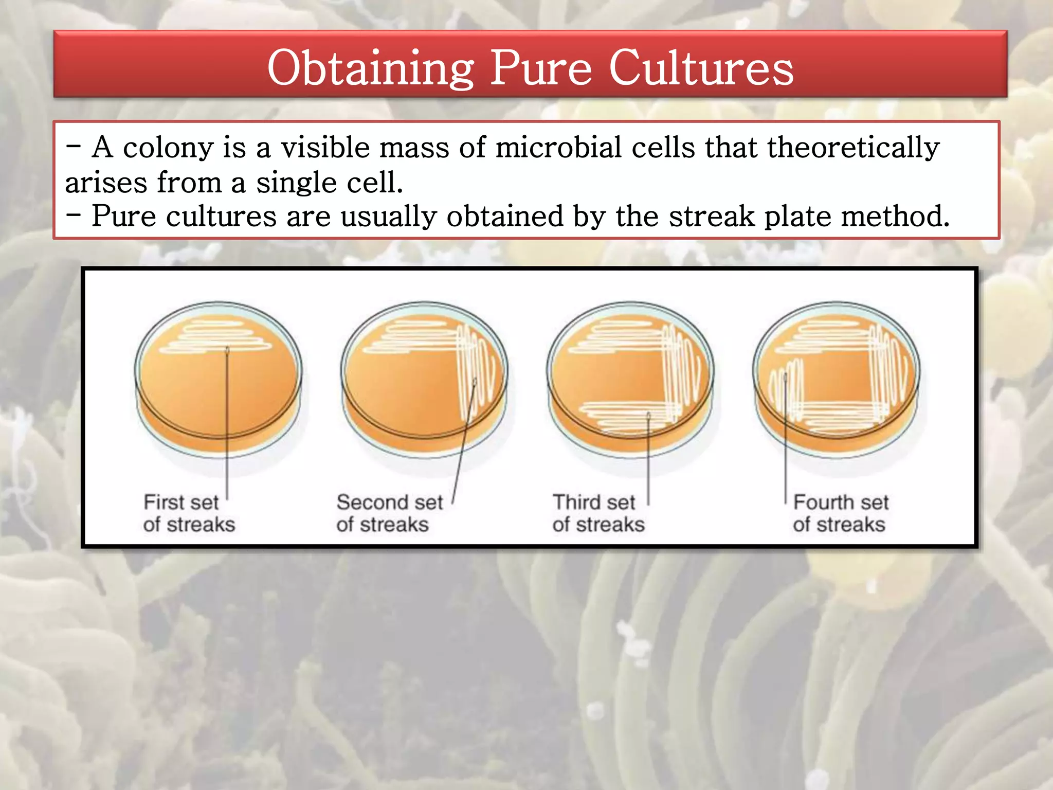 Obtaining Pure Cultures 
- A colony is a visible mass of microbial cells that theoretically 
arises from a single cell. 
- Pure cultures are usually obtained by the streak plate method. 
 
