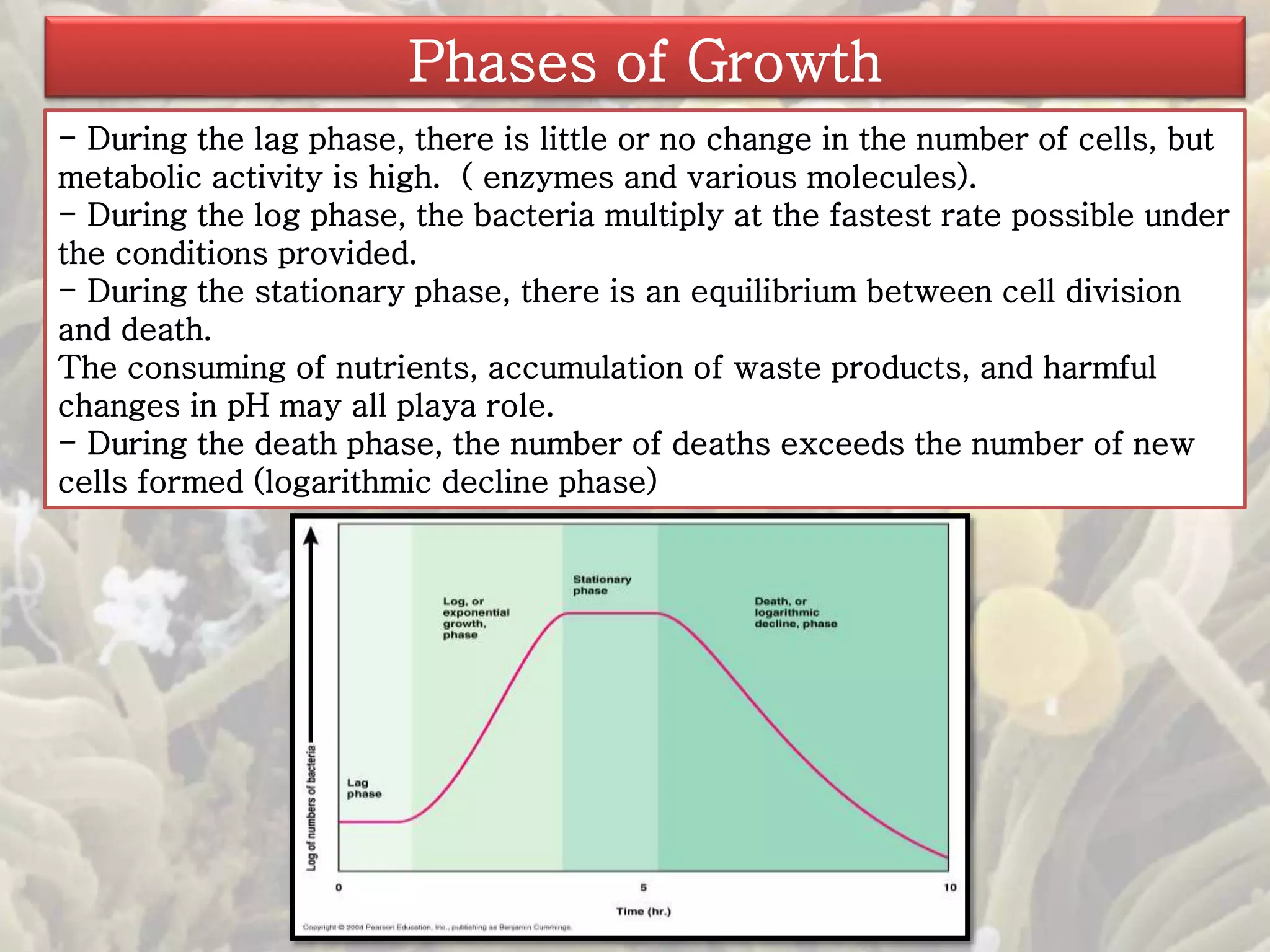 Phases of Growth 
- During the lag phase, there is little or no change in the number of cells, but 
metabolic activity is high. ( enzymes and various molecules). 
- During the log phase, the bacteria multiply at the fastest rate possible under 
the conditions provided. 
- During the stationary phase, there is an equilibrium between cell division 
and death. 
The consuming of nutrients, accumulation of waste products, and harmful 
changes in pH may all playa role. 
- During the death phase, the number of deaths exceeds the number of new 
cells formed (logarithmic decline phase) 
 
