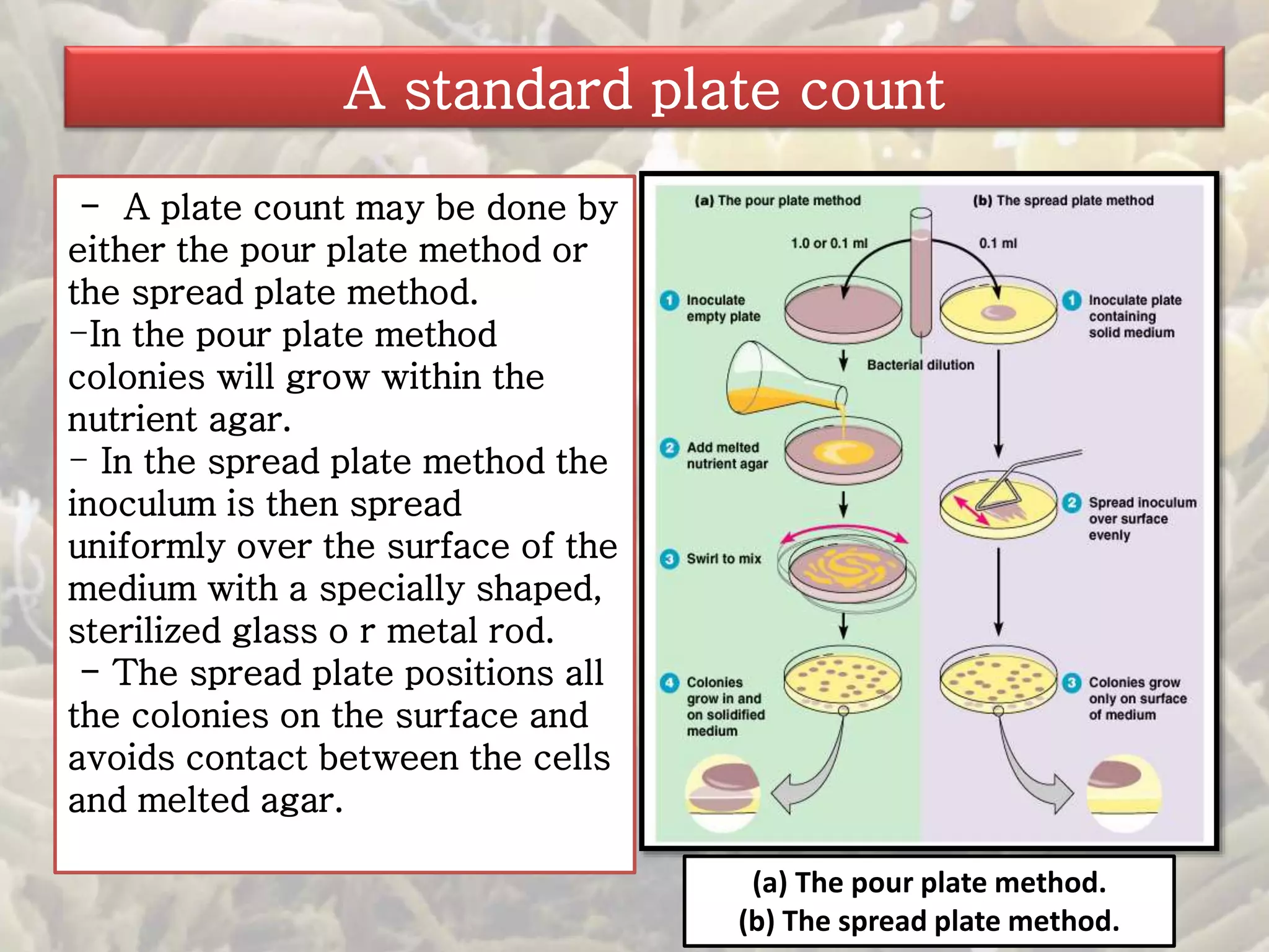 A standard plate count 
- A plate count may be done by 
either the pour plate method or 
the spread plate method. 
-In the pour plate method 
colonies will grow within the 
nutrient agar. 
- In the spread plate method the 
inoculum is then spread 
uniformly over the surface of the 
medium with a specially shaped, 
sterilized glass o r metal rod. 
- The spread plate positions all 
the colonies on the surface and 
avoids contact between the cells 
and melted agar. 
(a) The pour plate method. 
(b) The spread plate method. 
 