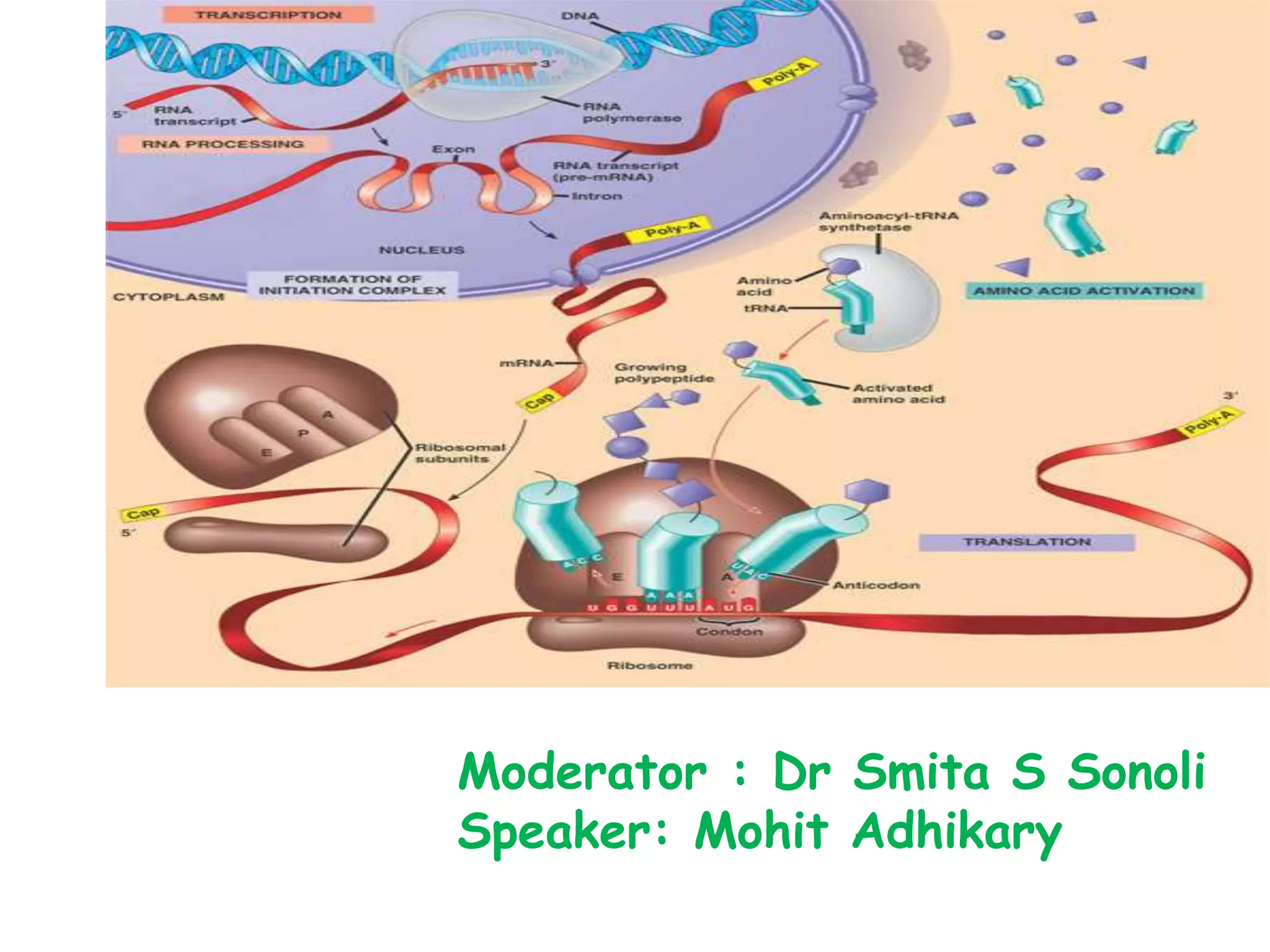 Transcription and the various stages of transcription | PPT