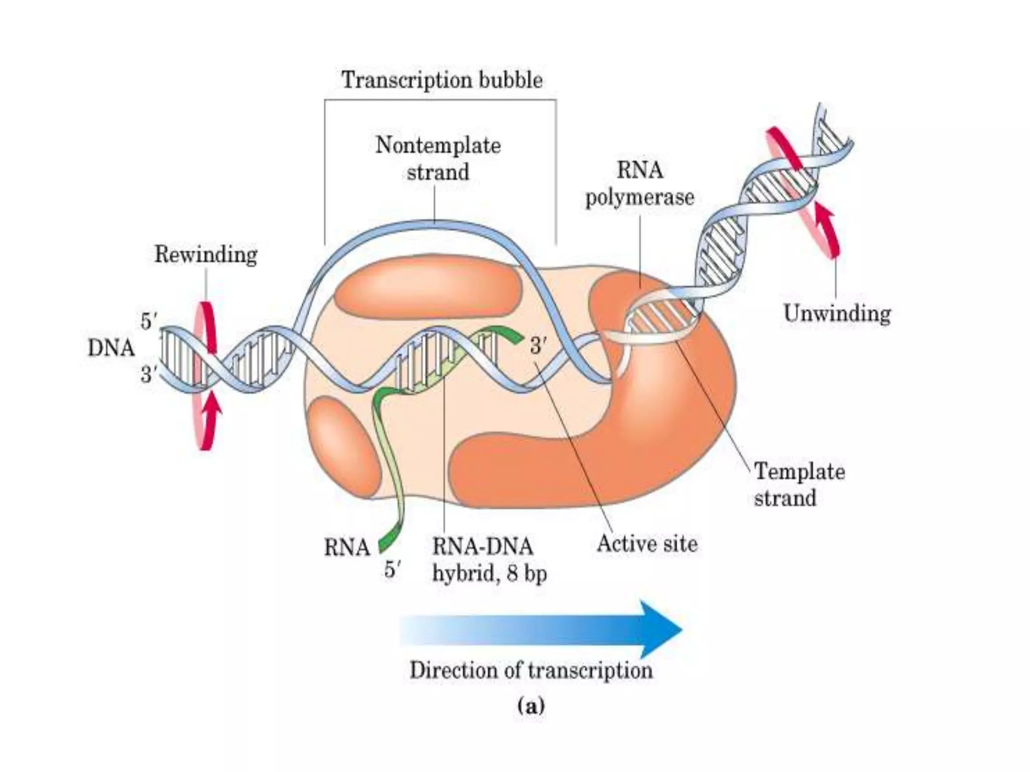 Transcription and the various stages of transcription | PPT