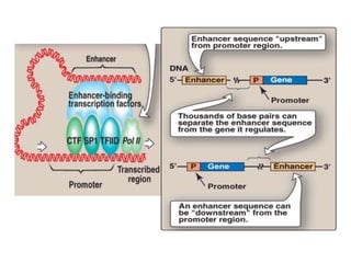 Transcription and the various stages of transcription | PPTX