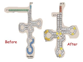 Transcription and the various stages of transcription | PPTX