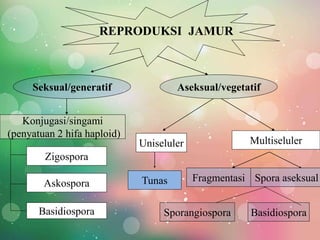Jamur Multiseluler FUNGI | PPTX