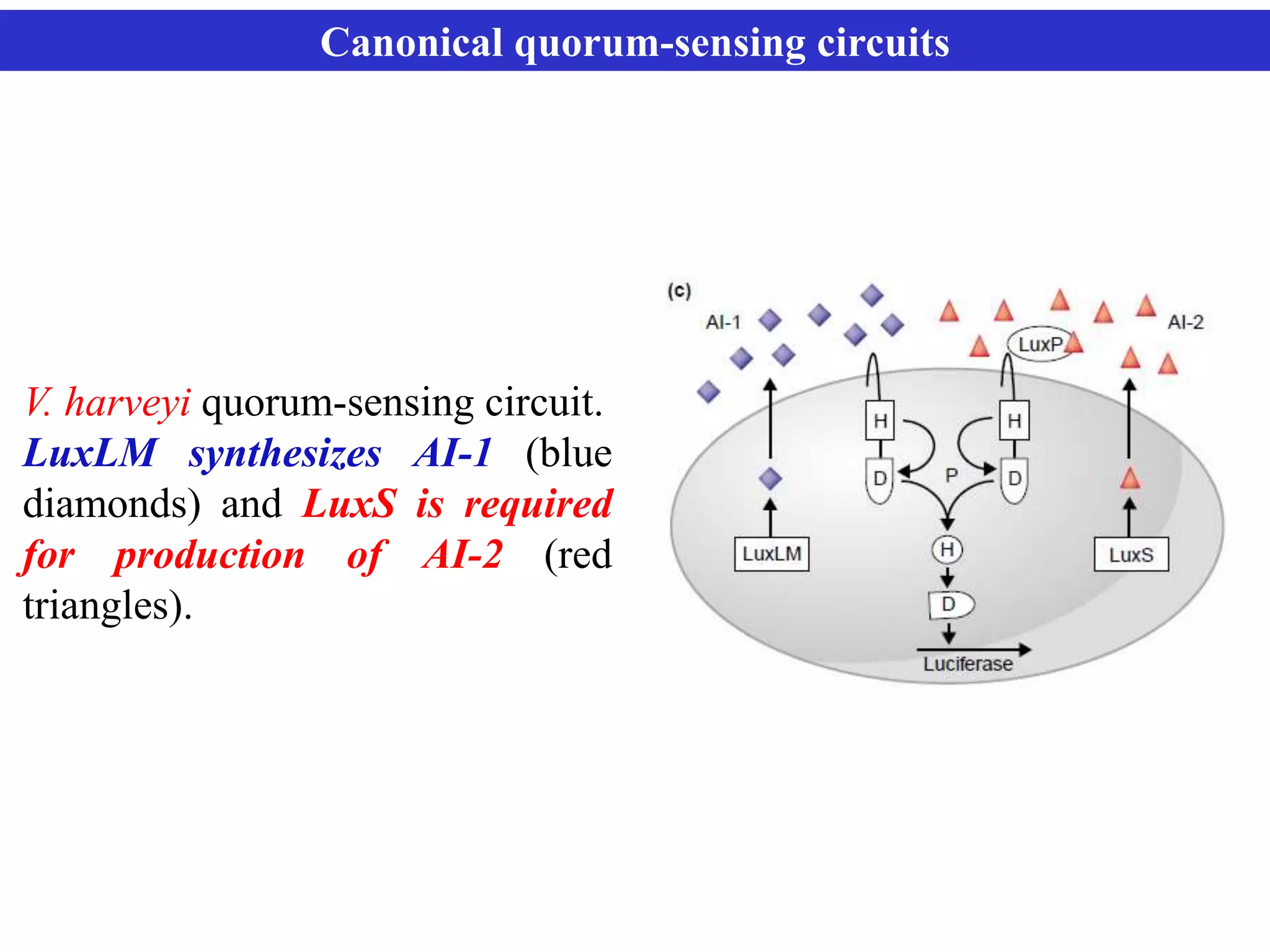 Microbial Quorum Sensing - lux S | PPTX