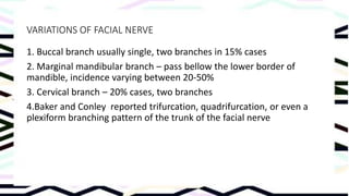 facial nerve 
