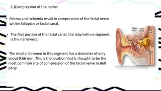 facial nerve 