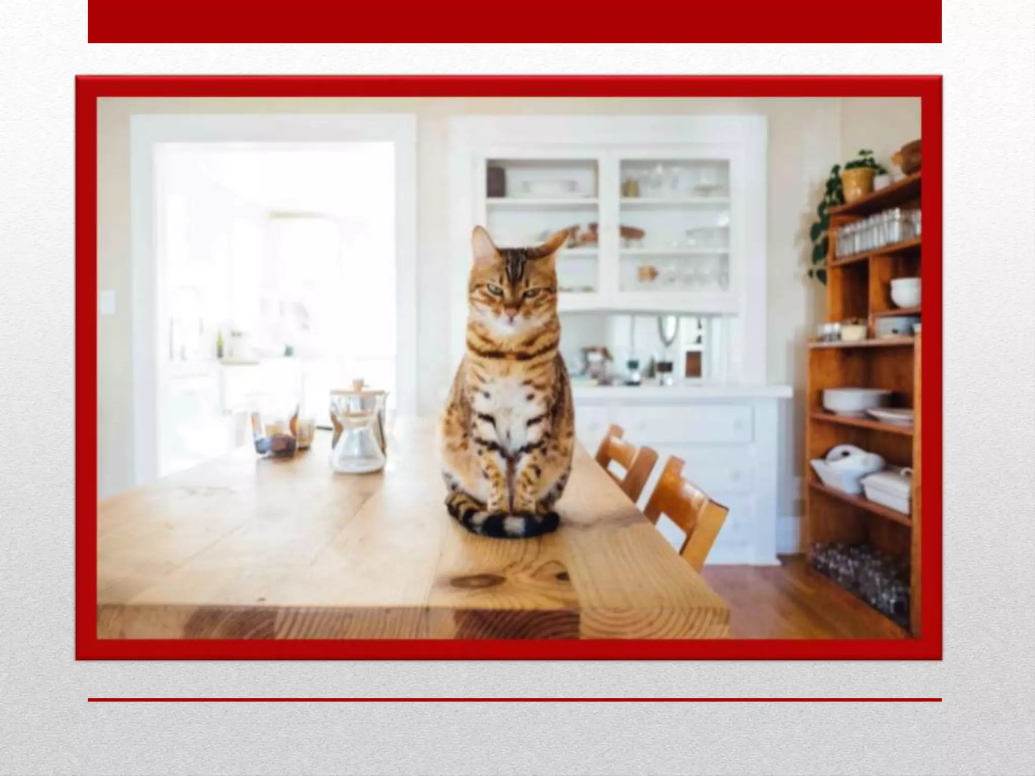 Picture of Why don't cats like water | PPTX
