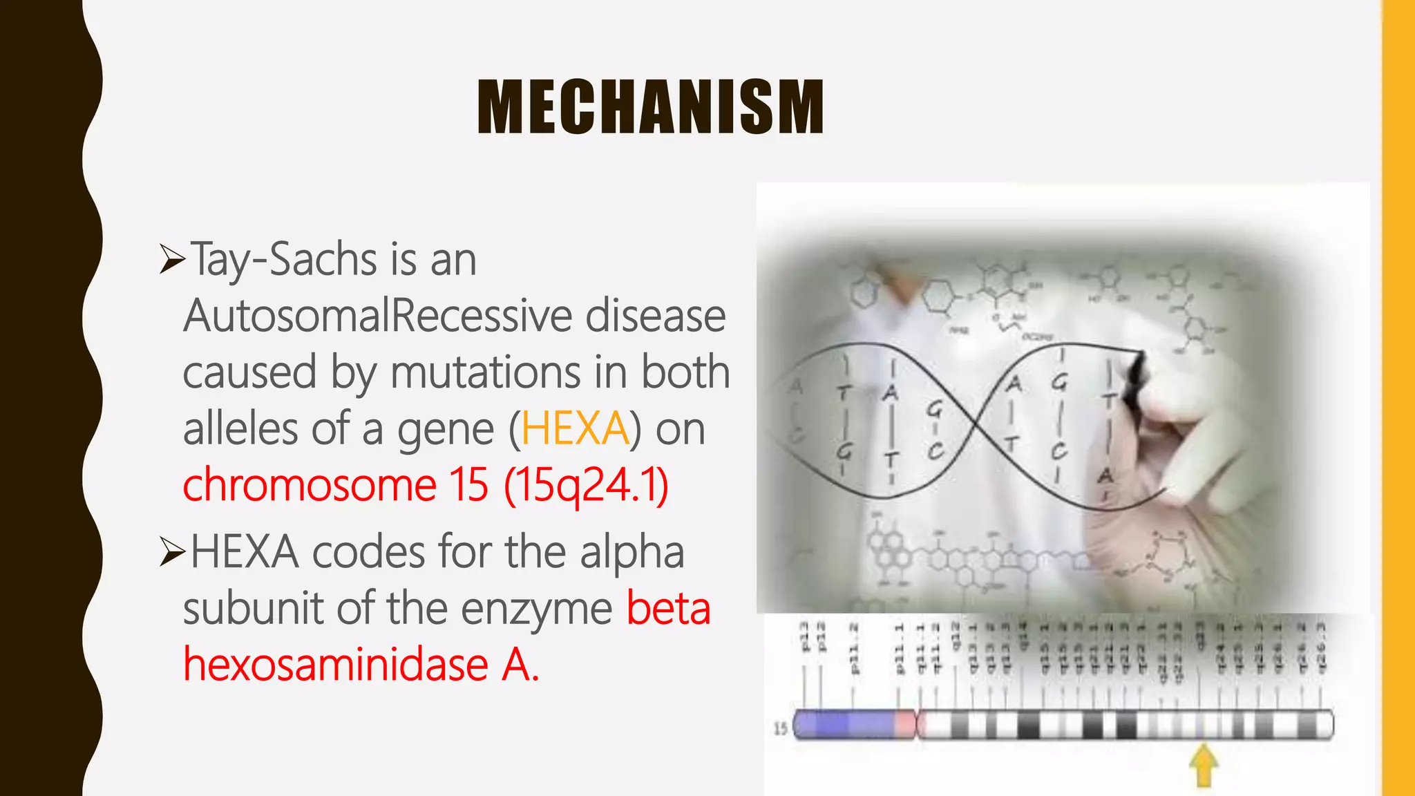 MECHANISM
Tay-Sachs is an
AutosomalRecessive disease
caused by mutations in both
alleles of a gene (HEXA) on
chromosome 15 (15q24.1)
HEXA codes for the alpha
subunit of the enzyme beta
hexosaminidase A.
 