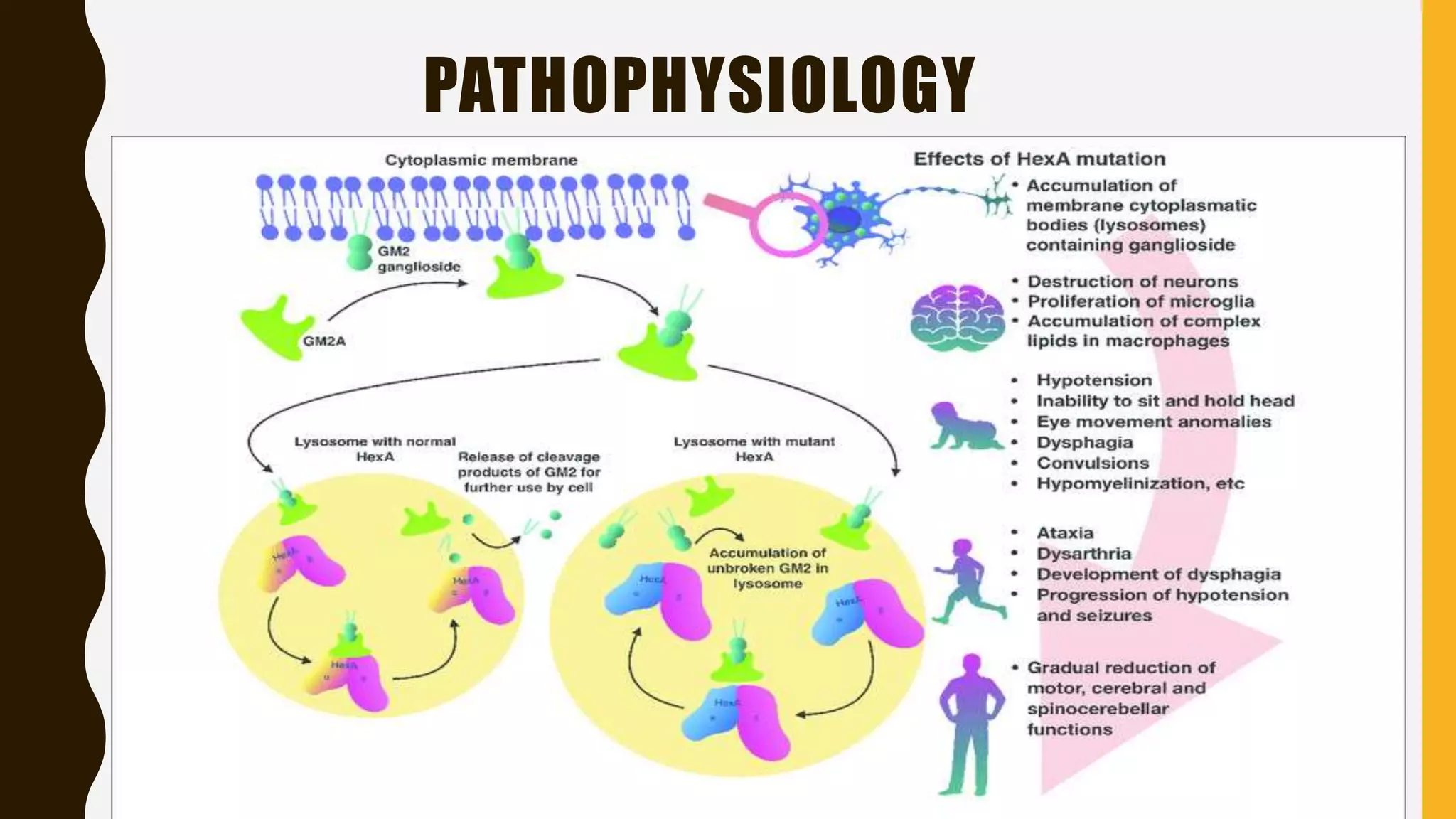 PATHOPHYSIOLOGY
 