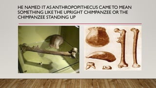 HE NAMED IT AS ANTHROPOPITHECUS CAMETO MEAN
SOMETHING LIKETHE UPRIGHT CHIMPANZEE OR THE
CHIMPANZEE STANDING UP
 