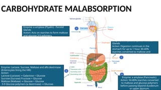 CARBOHYDRATE MALABSORPTION
Enzyme: a amylase (Ptyalin) - Parotid
Glands
Action: Acts on starches to form maltose
and glucose 3-9 polymers.
Enzyme: a amylase (Ptyalin) - Parotid
Glands
Action: Digestion continues in the
stomach for up to 1 hour. 30-40%
starches converted to maltose and
glucose polymers.
Enzyme: a amylase (Pancreatic)
Action: 50-80% starches converted
to maltose and glucose polymers
before passing beyond duodenum
or upper jejunum.
Enzyme: Lactase, Sucrase, Maltase and alfa dextrinase
(Enterocytes lining the Villi)
Action:
Lactose (Lactase) Galactose + Glucose
→
Sucrose (Sucrase) Fructose + Glucose
Maltose (Maltase) Glucose + Glucose
→
3-9 Glucose polymers (a dextrinase) Glucose.
→
 