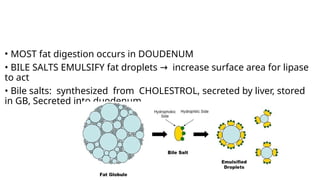 • MOST fat digestion occurs in DOUDENUM
• BILE SALTS EMULSIFY fat droplets increase surface area for lipase
→
to act
• Bile salts: synthesized from CHOLESTROL, secreted by liver, stored
in GB, Secreted into duodenum
 