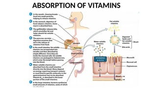 ABSORPTION OF VITAMINS
VITAMINS
A D E K
 