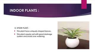 INDOOR PLANTS :
8. SPIDER PLANT :
 This plant have uniquely shaped leaves.
 This plant require soil with good drainage
system and avoid over watering.
 