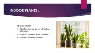 INDOOR PLANTS :
10. SNAKE PLANT :
 This plant can be grown without any
difficulties.
 It doesn’t required water regularly.
 It give extremely fresh look.
 